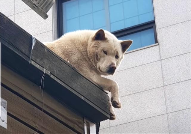 A dog that likes to lie on the roof turns out to be the owner’s heartwarming act