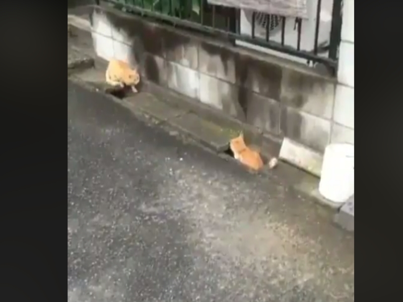 Two cute orange cats playing in the gutter was photographed