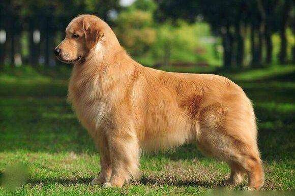 Golden Retriever hair loss degree, these statements are not exaggerated