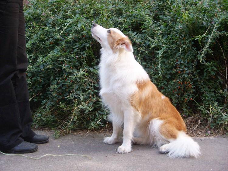 How to see the age of the border collie, these places are the standard