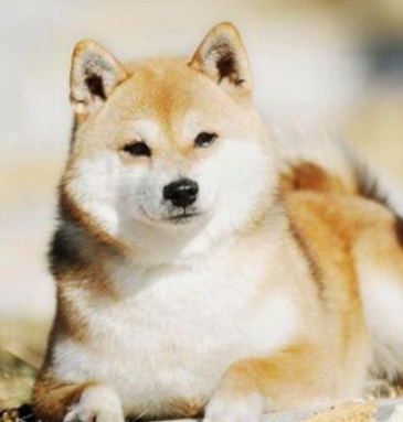 What is the best time period for Shiba Inu training