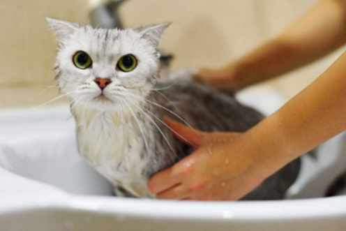 How to bathe a few months old cat?