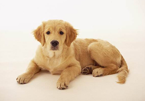 How long does it take for a golden pup to recover from an injury