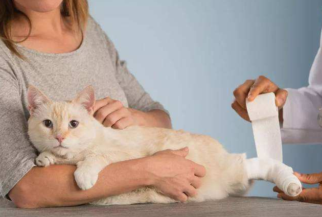 The handling position that should be taken after a cat is injured