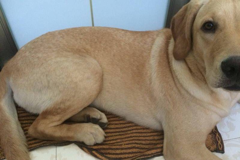 Does Labrador shed hair? It is a lie to say that it does not shed at all
