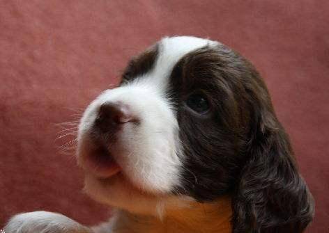 Spaniel is very similar to the dog breed, these kinds of amateurs really can not distinguish