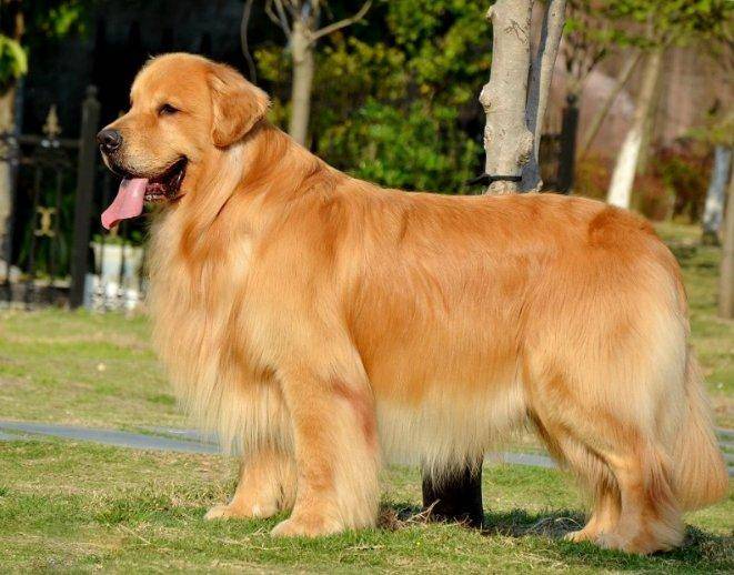 What is the best thing for Golden Retrievers to eat? The shiny coat is the way to eat out