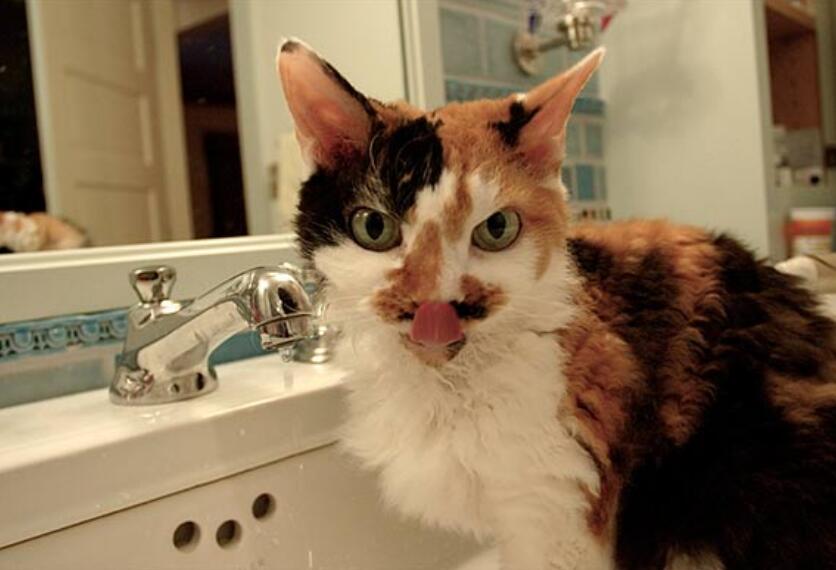 5 ways to keep your cat hydrated
