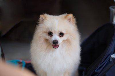 What are the causes of severe hair loss in Pomeranian? These reasons are most likely to trigger the