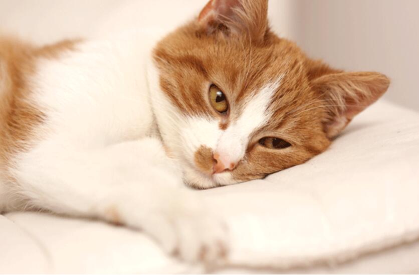7 common gastrointestinal problems in cats
