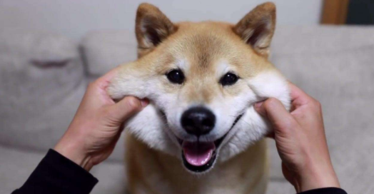 What do Shiba Inus like to eat? These are not only delicious but also healthy