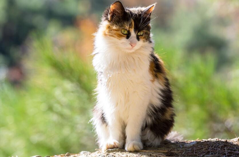7 common genetic diseases of cats