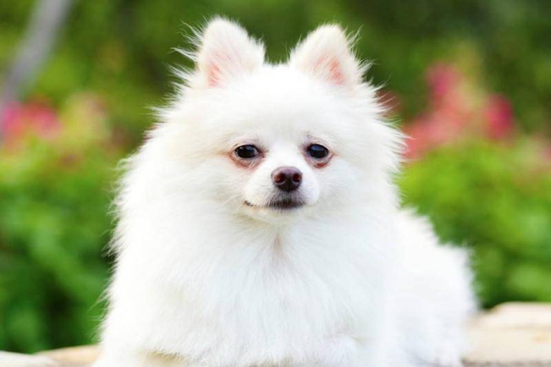 How to get rid of white Pomeranian tear stains, treating the symptoms is more important to treat the root cause