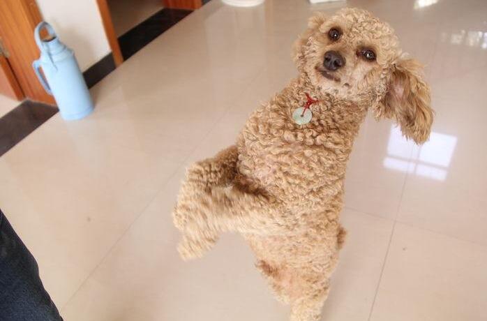 How to train a poodle to stand and walk?