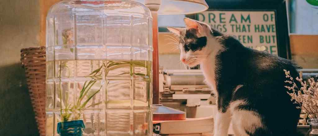 Pet trainer recommends 7 favorite cat products