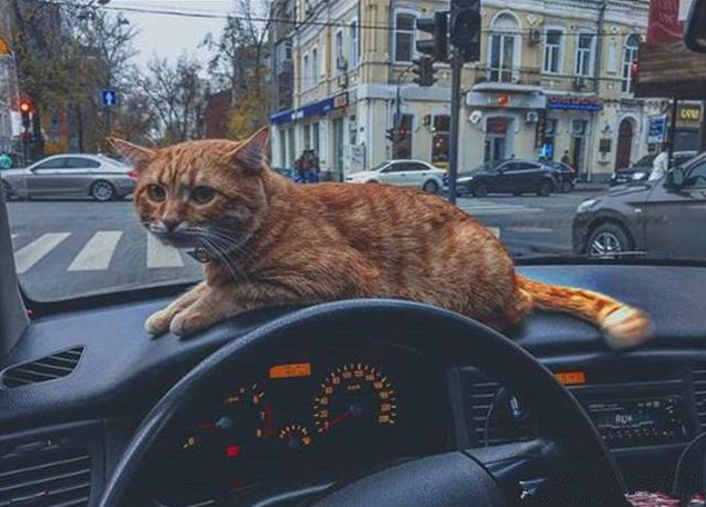I never thought that because of a cat, this driver became the most popular driver