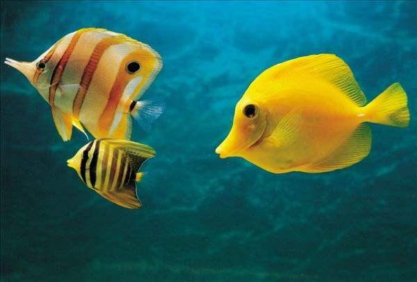 How about small tropical fish mix and match? We must first understand these