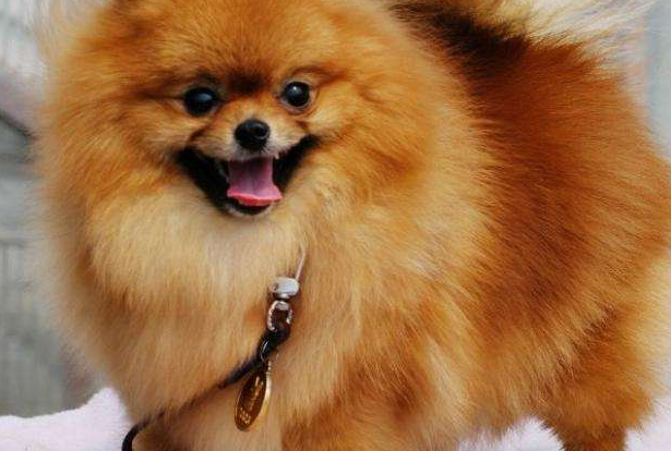 What should I do if my Pomeranian dog has vomiting and diarrhea? The first step is to find the cause