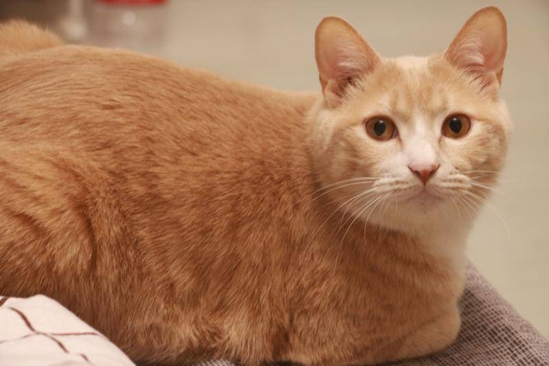 Why is the orange cat so fat? Eat a lot of natural fat