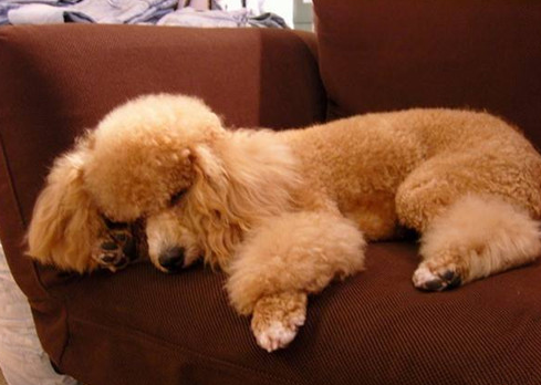 What should I do if my poodle has a lame leg?