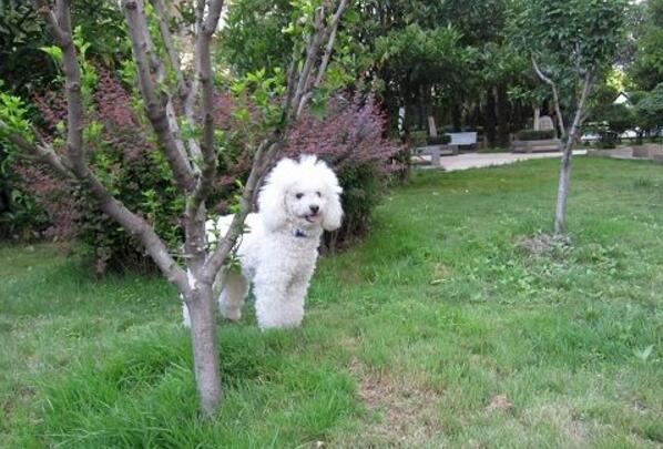 3 easy steps to teach your poodle to spot urinate and defecate!