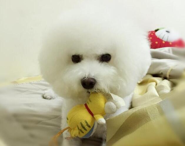 How to cultivate good living habits of Bichon Frise