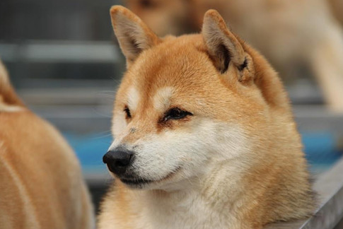 What is the reason for Shiba Inu’s red, swollen and teary eyes?