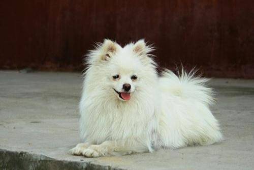 Pomeranian pet dog uncomfortable performance, the first and foremost is the mental aspect