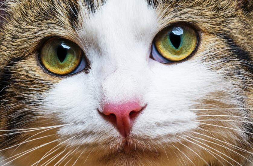 7 tips for treating cat eye infections