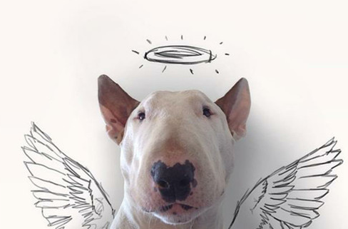 How can bull terrier ear mites cure themselves?
