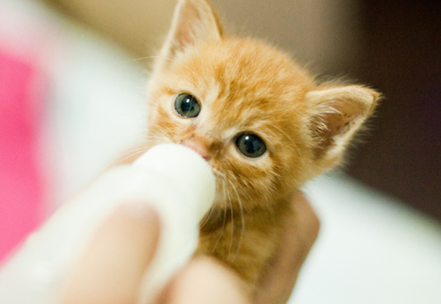 Can young orange cats drink goat milk powder,