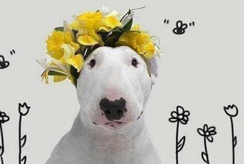 What can I use to bathe a bull terrier?