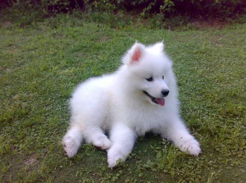 What is the best way to bathe a Samoyed?