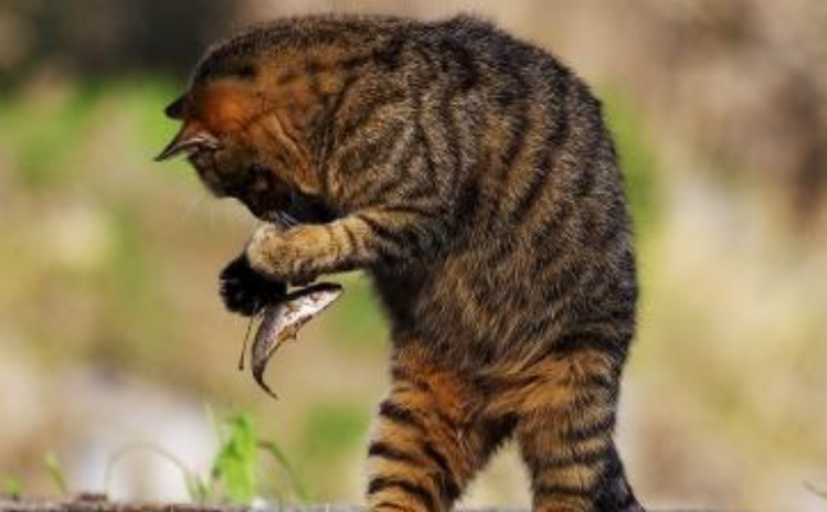 Why do cats like to eat fish? Is it inevitable or accidental?