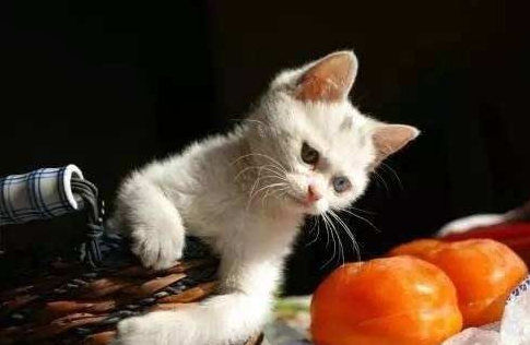 Can cats eat fruit? Follow these lists to feed!