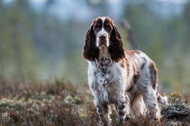 Do Spaniels shed a lot of hair? Don’t be shocked after reading