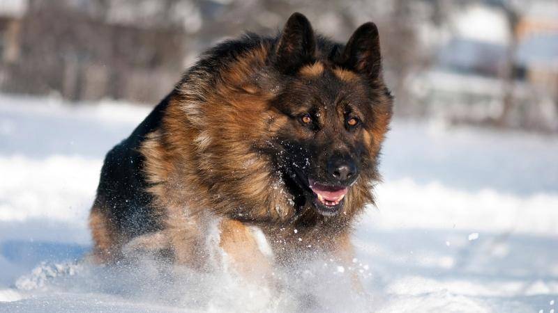 What dog food is good for German Shepherd? The right food are these