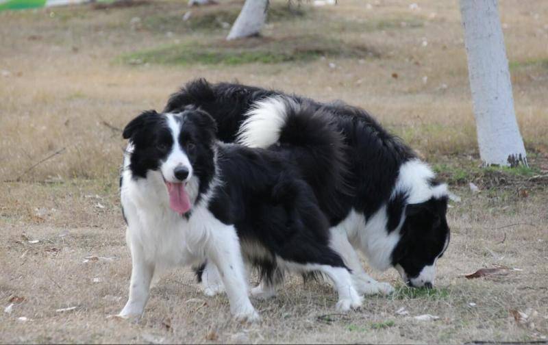 Border collie common diseases, these kinds of accidentally contracted