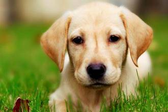 Labrador dry nose what happened? These reasons can not escape