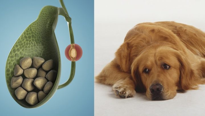 Gallstones in dogs symptoms, causes and treatment