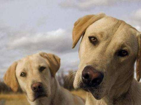 Labrador does not eat how to do? Most of them are caused by these reasons