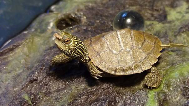 Why do turtles not eat? Know these easy to deal with