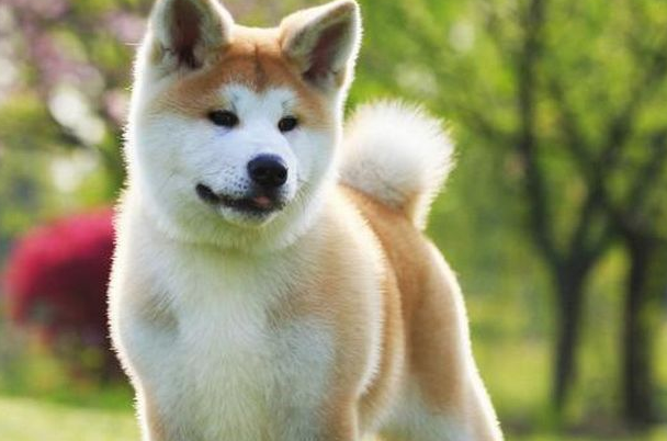 What does the Akita dog eat? Many things it can eat