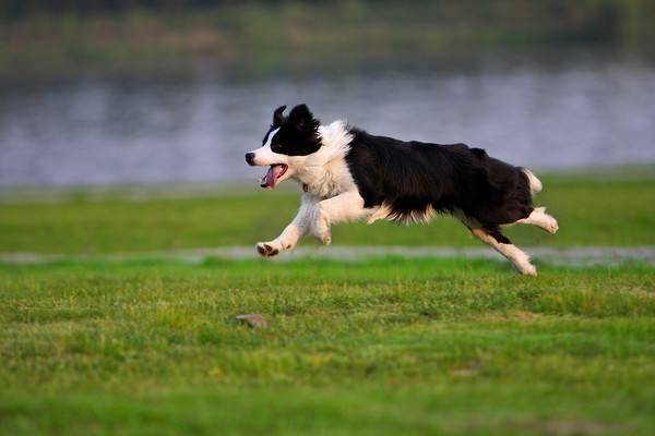 How long does it take for a Border Collie to change its coat, normally just this month