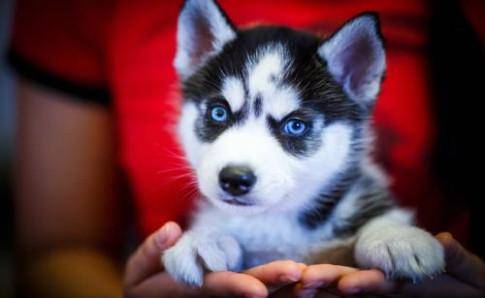 What do huskies eat to grow faster? The key depends on the method of feeding