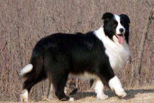 Border collie mites how to treat, so that the control method is reliable