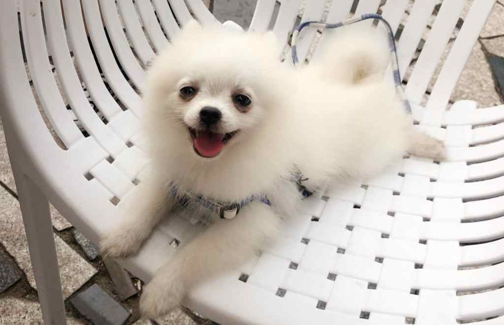 How to train the always docile Pomeranian?