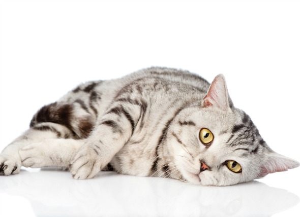 Chronic vomiting in cats