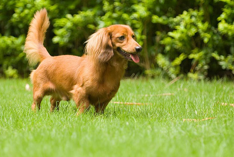 How should I groom my Dachshund?