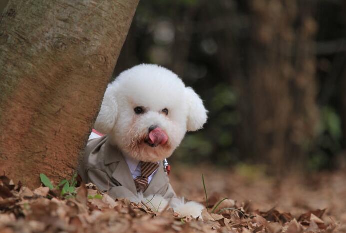 How old can I train my Bichon Frise?